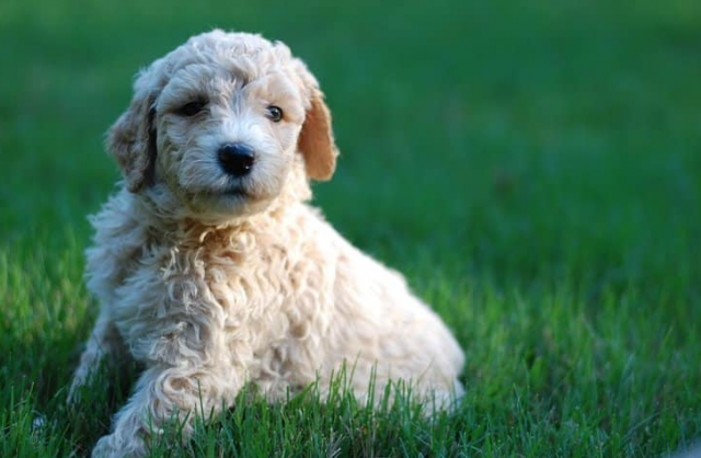 What Is the Average Goldendoodle Litter Size? Everything You Need to Know About Goldendoodle Litters